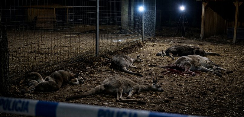 Krwawa noc w Goreniu Dużym. 6 kangurów i muflon zagryzione