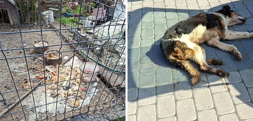 Brud, cierpienie i interwencja TOZ. Pies należał do... skarbnik miasta