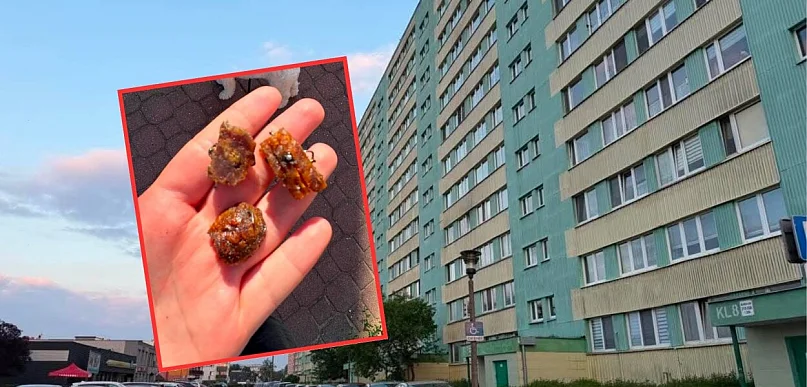 Ktoś znów zastawia śmiertelne pułapki. Alarm na Zazamczu