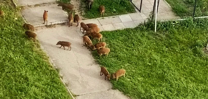 Dni rodziny dzików z Południa policzone. Miasto wynajęło firmę