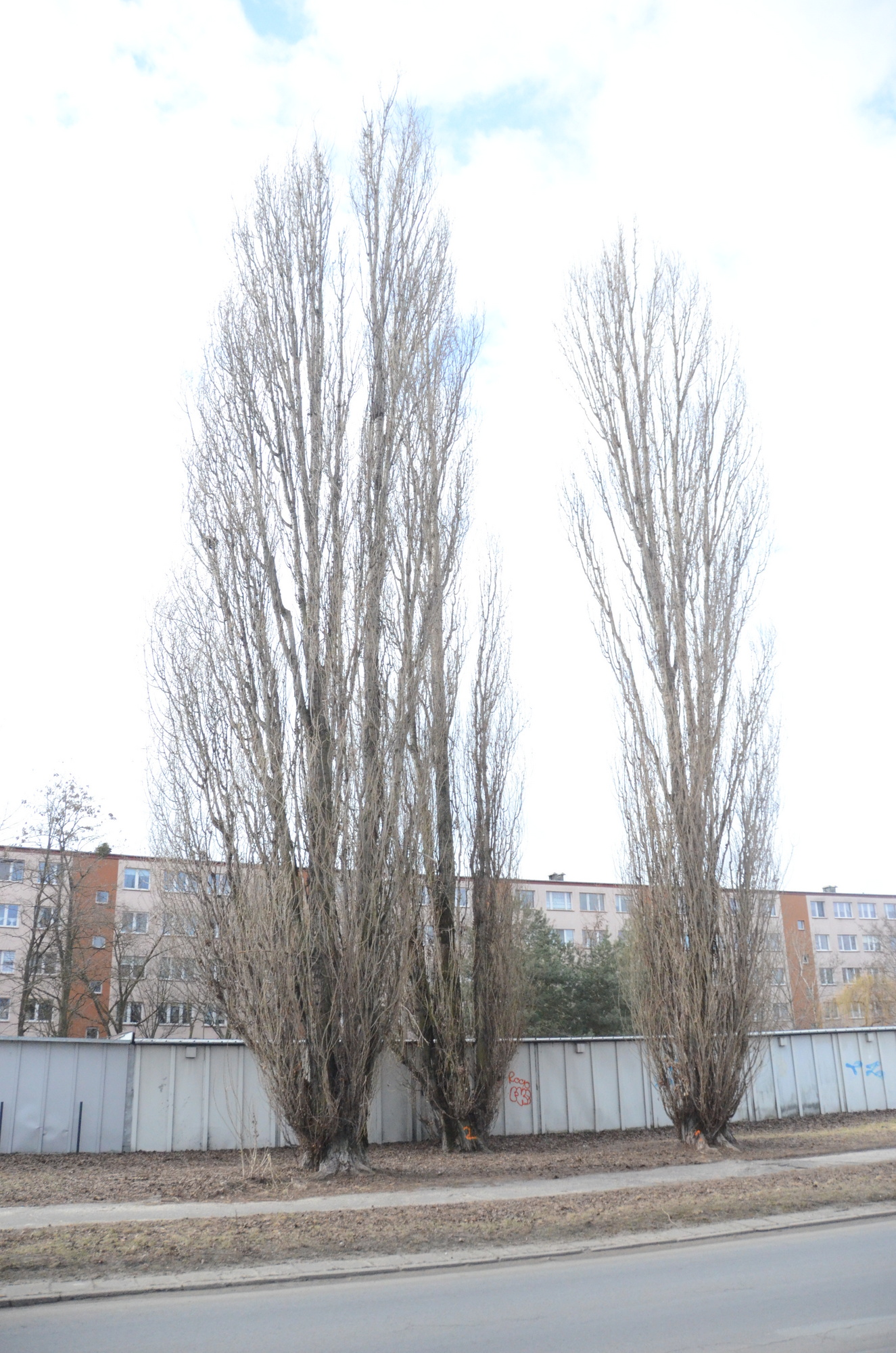 Z ulicy Polnej znikną te trzy topole. Fot. DD. 