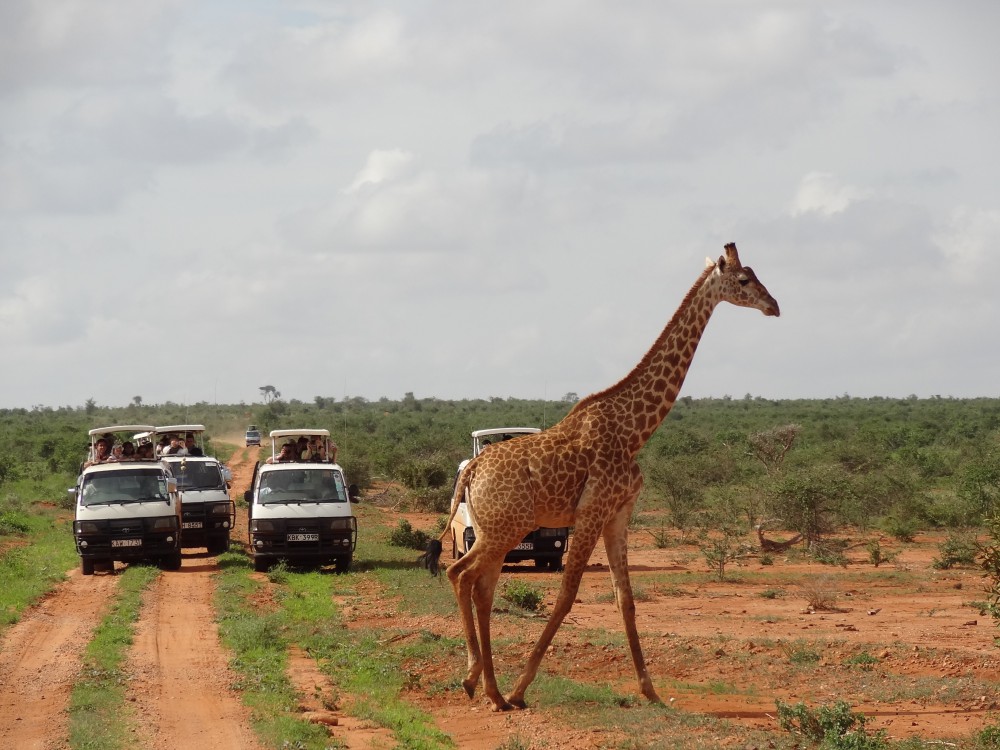 Safari w Kenii